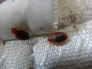 percevejo de cama eleva